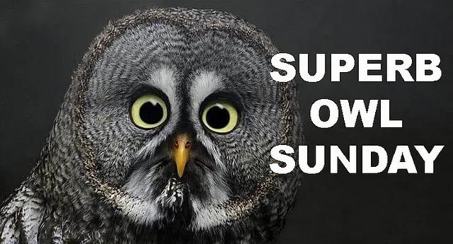 Superb Owl
